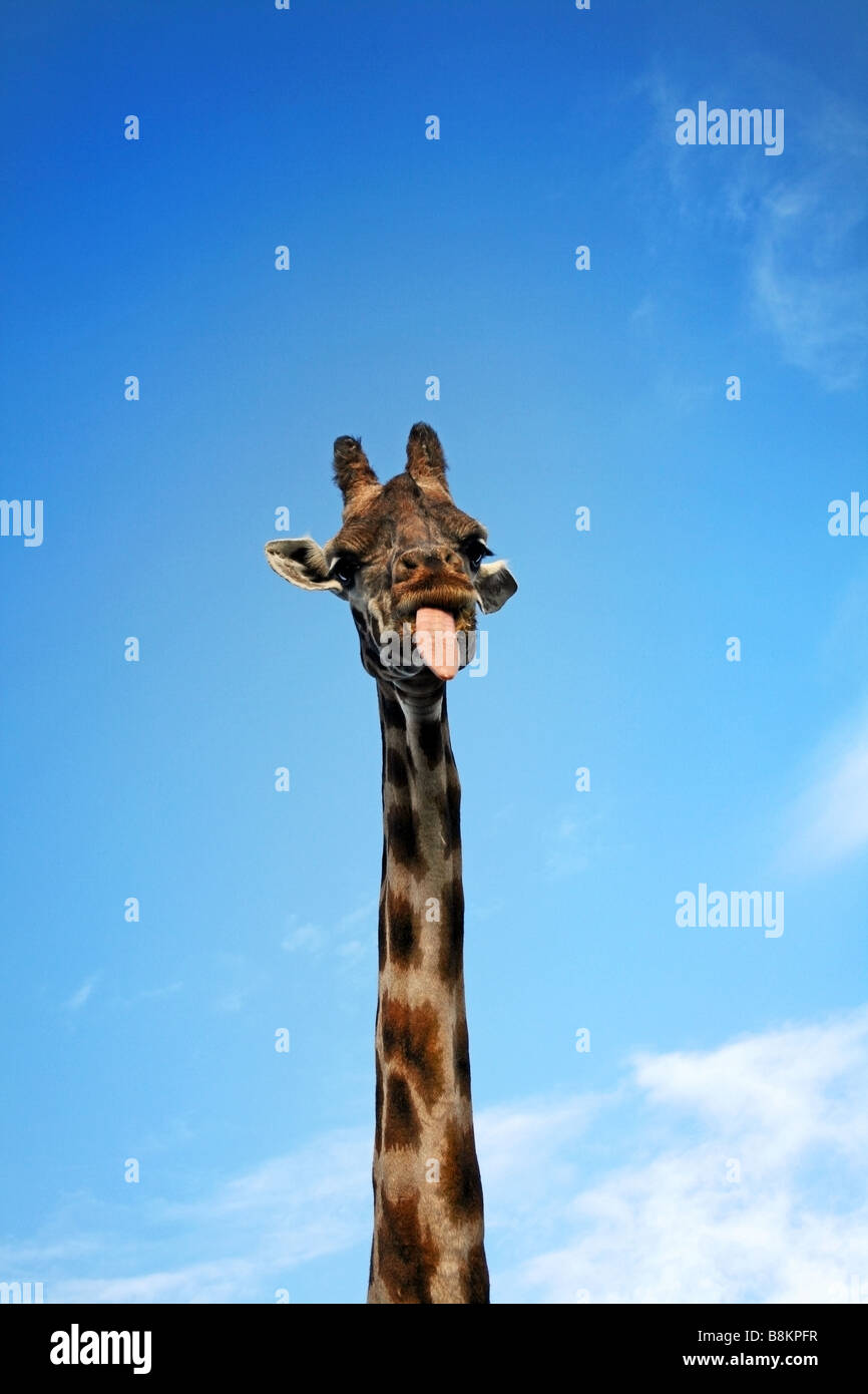 Giraffe Zungen ziehen Stockfoto