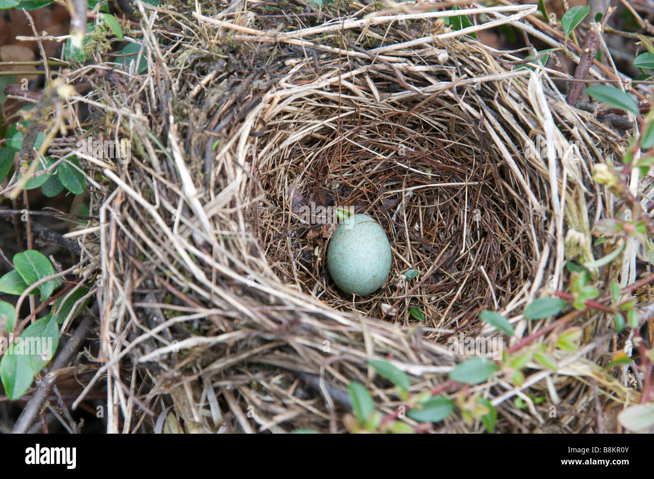 Vogel-nest - Ei von eine Amsel im Nest Stockfoto