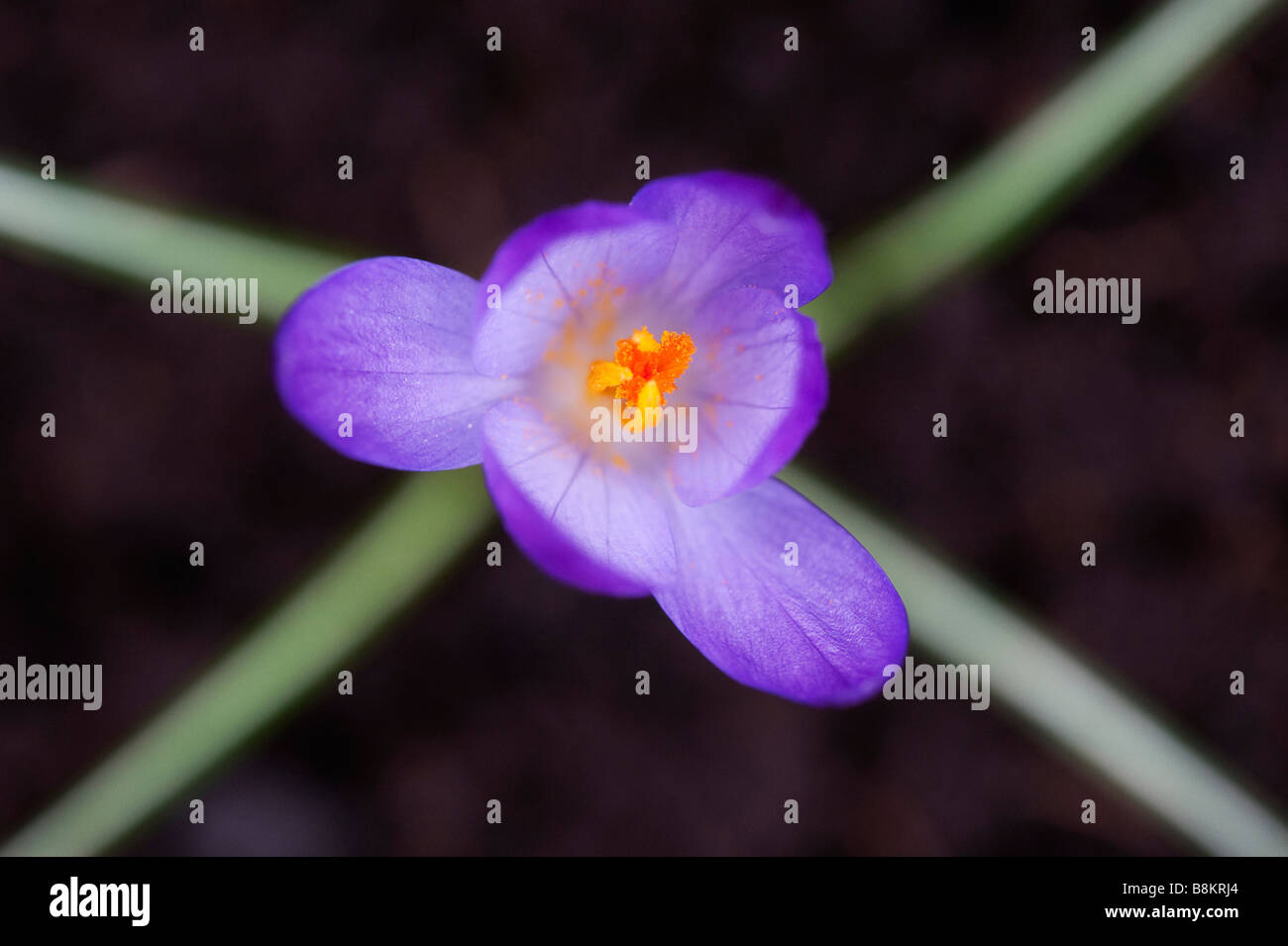 Crocus 'Königin der Blume abstrakt von oben die Blues' Stockfoto