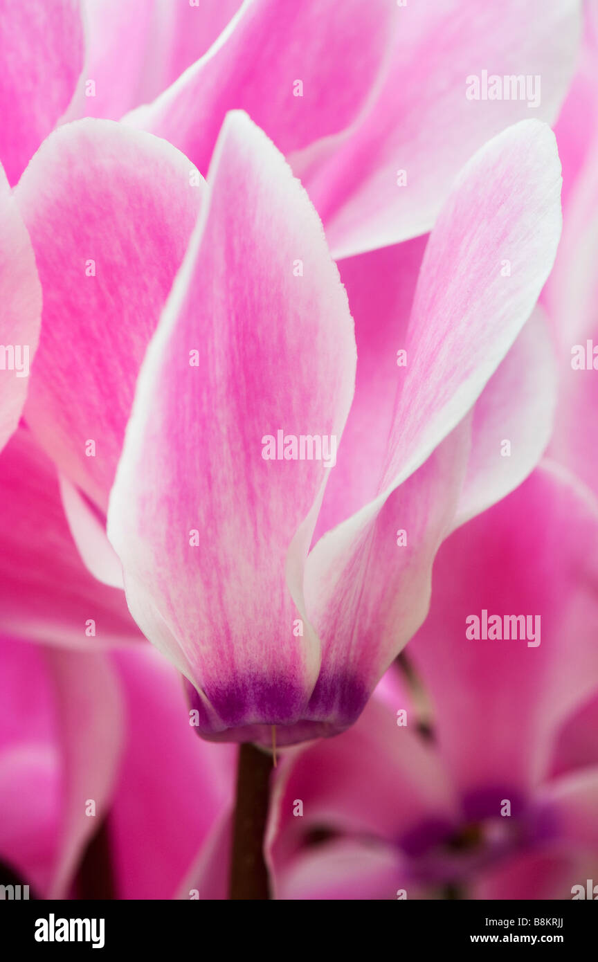 Cyclamen Persicum. Persische Alpenveilchen Stockfoto