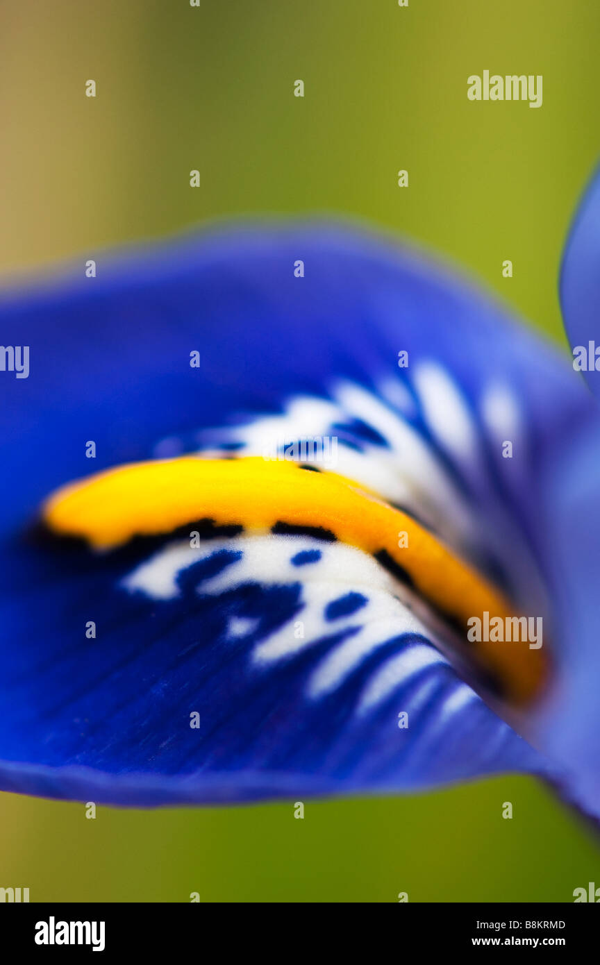 Iris Reticulata 'Harmony' Blume Blütenblatt Makro Stockfoto
