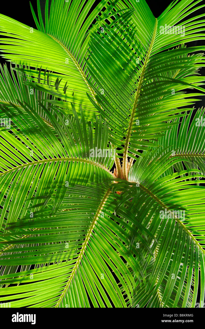 Grünen Palmwedel Gegenlicht Stockfoto