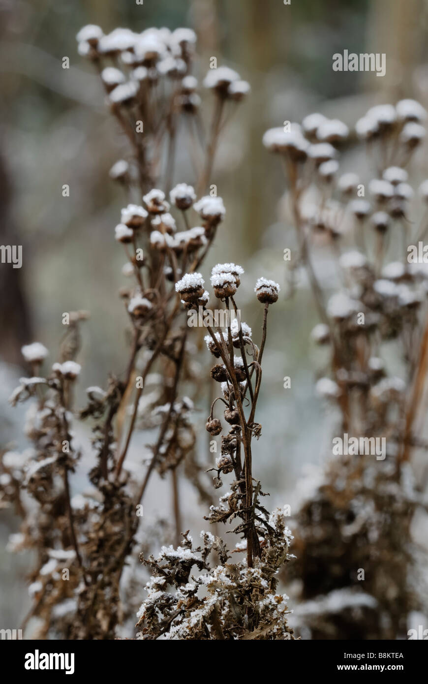 Tanacetum Vulgare Rainfarn Seedheads bei frost Stockfoto