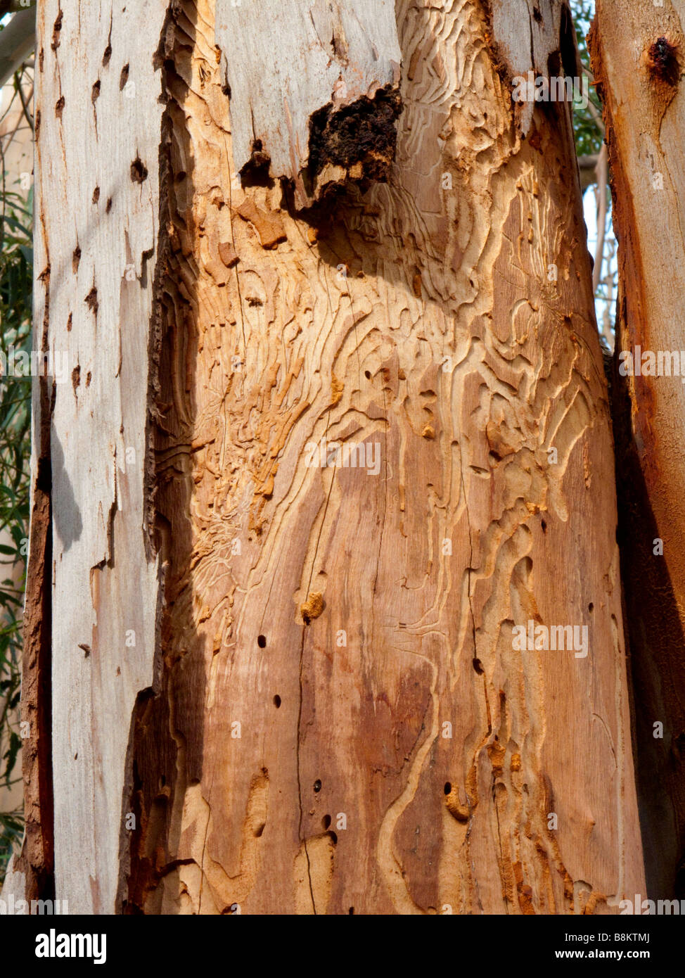 Ein Eucalytus Baum zeigt extreme Schäden aus langweiligen Insekten und Spechte in Santa Barbara Kalifornien Stockfoto