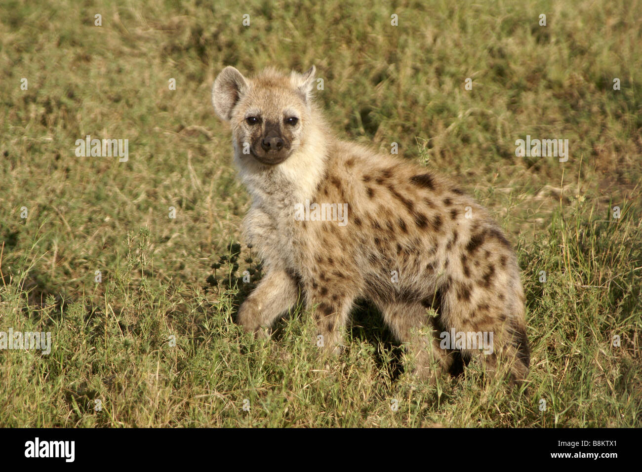 Gefleckte Hyäne Cub, Masai Mara, Kenia Stockfoto