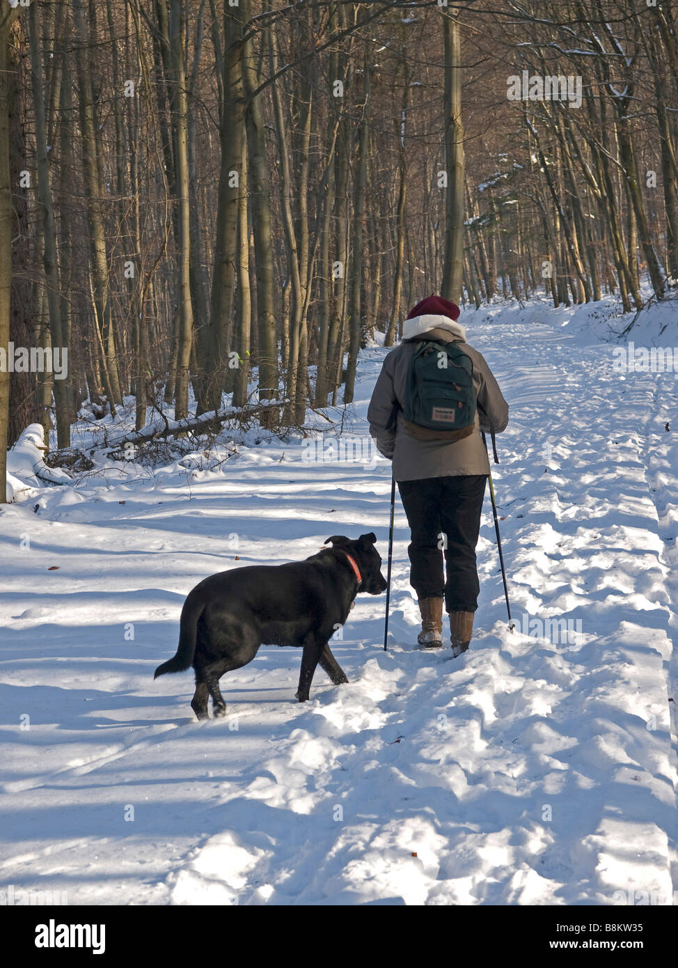 Frau mit Nordic Walking auf dem Weg im Wald mit einem Hund Stockfoto