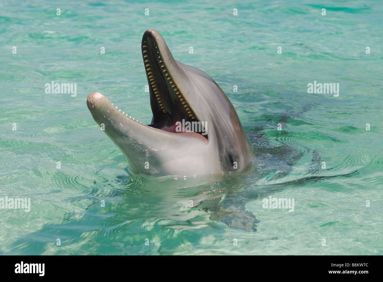 Bottlenose Dolphin Tursiops Truncatus Karibik Honduras Stockfoto