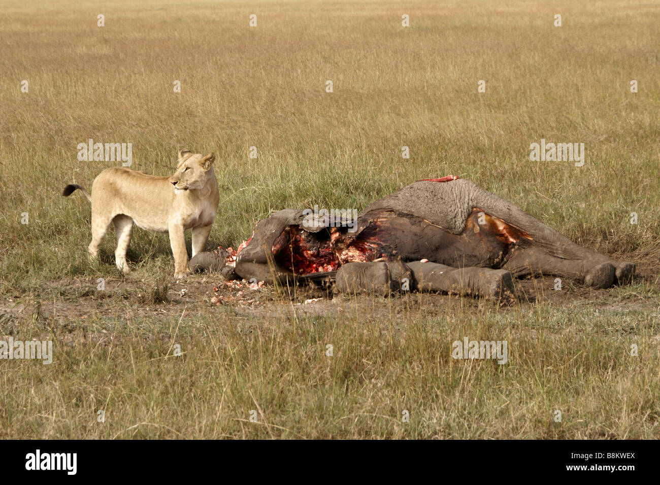 Löwin mit Toten Elefanten, Masai Mara, Kenia Stockfoto