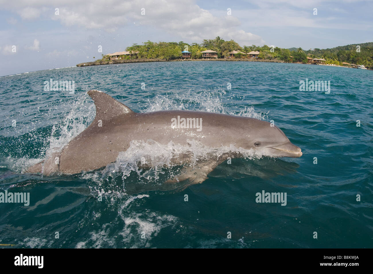 Bottlenose Dolphin Tursiops Truncatus Karibik Honduras Stockfoto