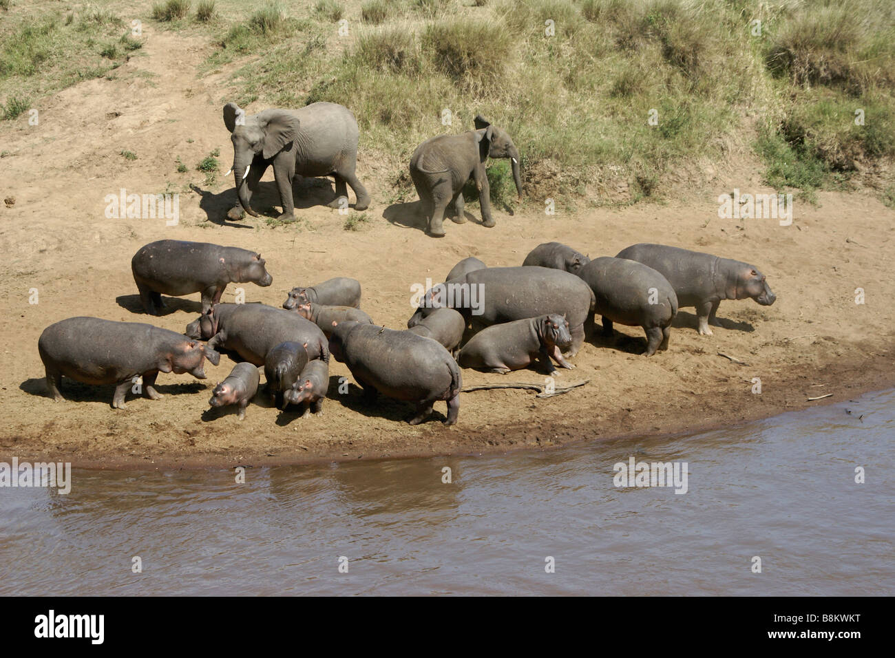 Elefanten und Flusspferde auf River Bank, Masai Mara, Kenia Stockfoto