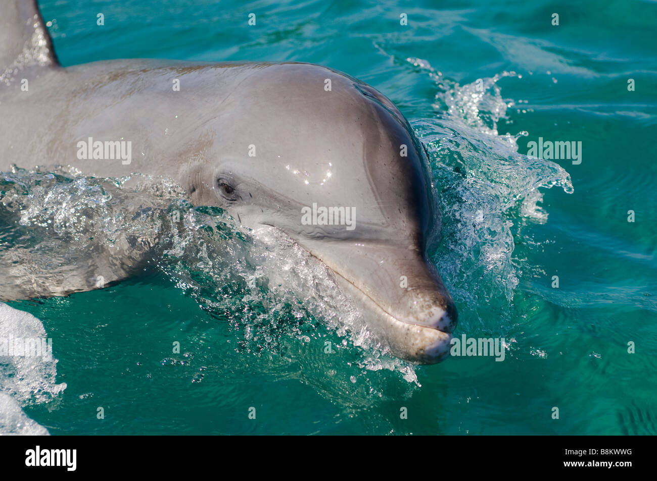 Bottlenose Dolphin Tursiops Truncatus Karibik Honduras Stockfoto
