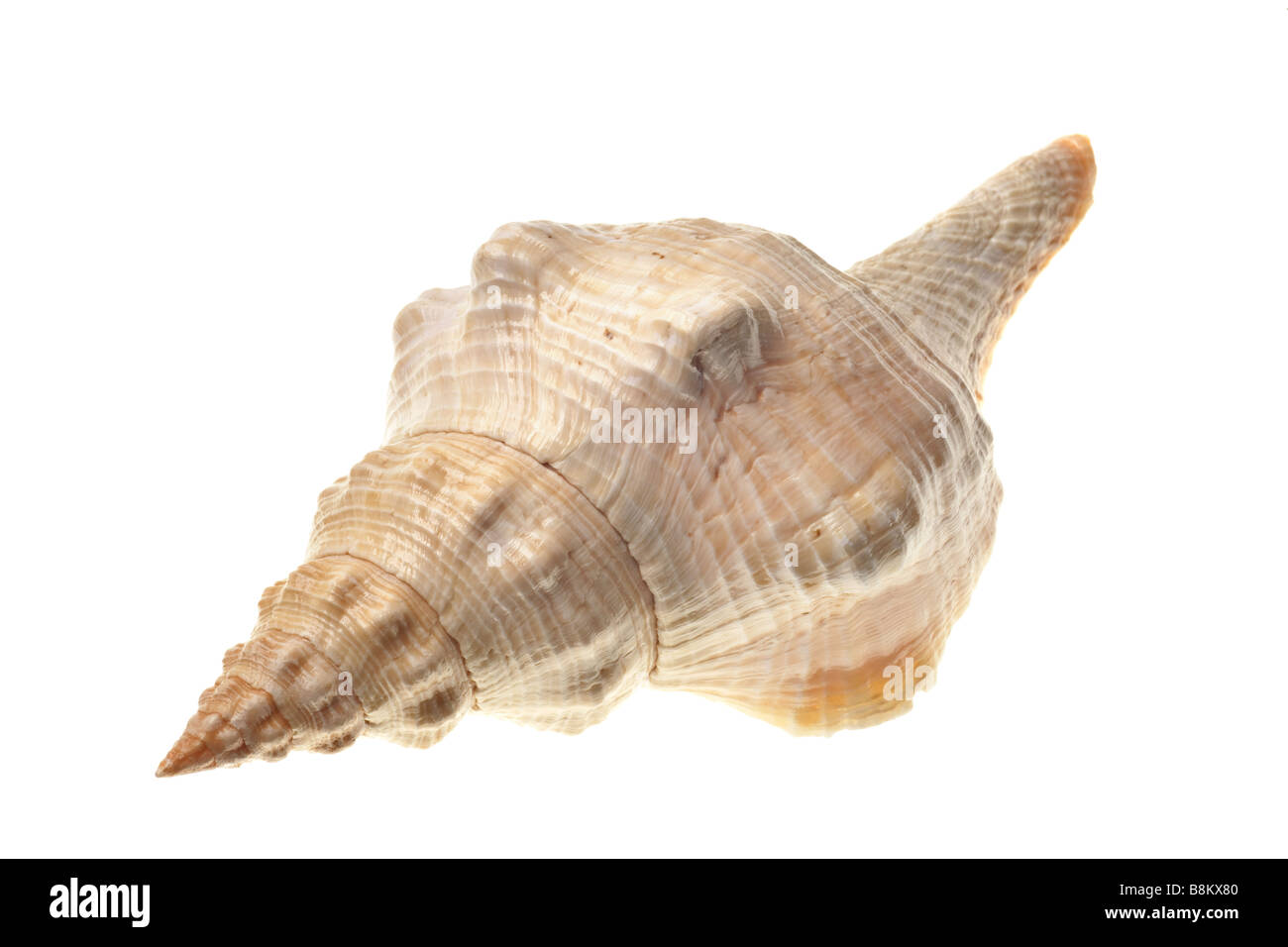 Muschel auf reinen weißen Hintergrund isoliert Stockfoto