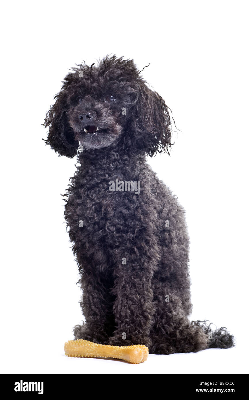 schwarze Zwergpudel isoliert auf weißem Hintergrund Stockfoto