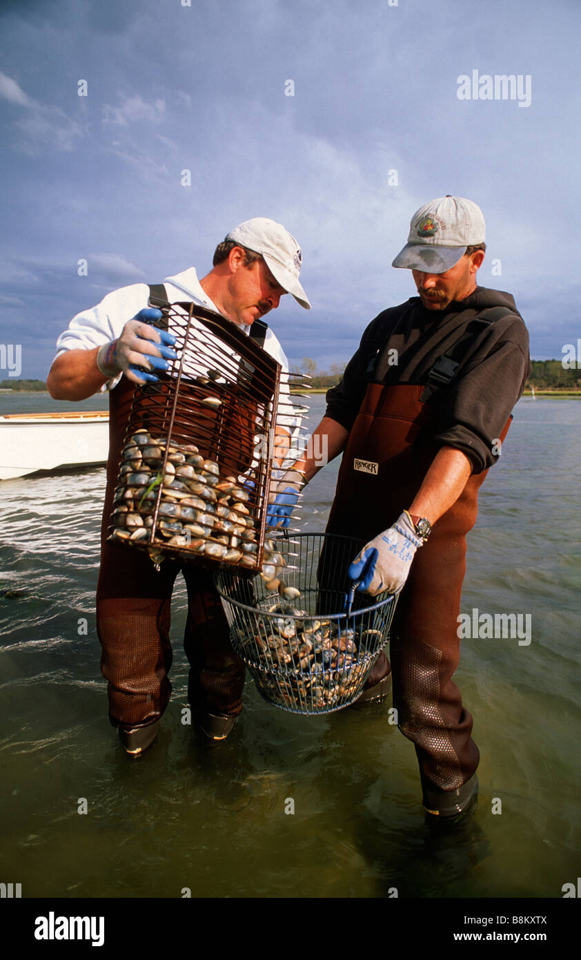 Chesapeake Bay Aquakultur--live Muscheln ernten. Stockfoto