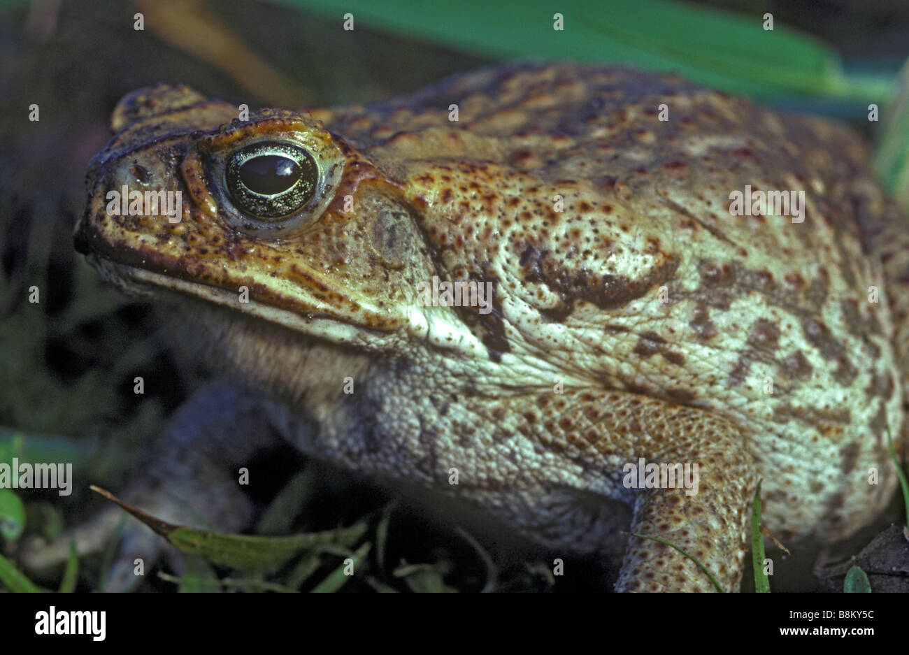 Stock-Kröte (Bufo Marinus)-Australien Stockfoto