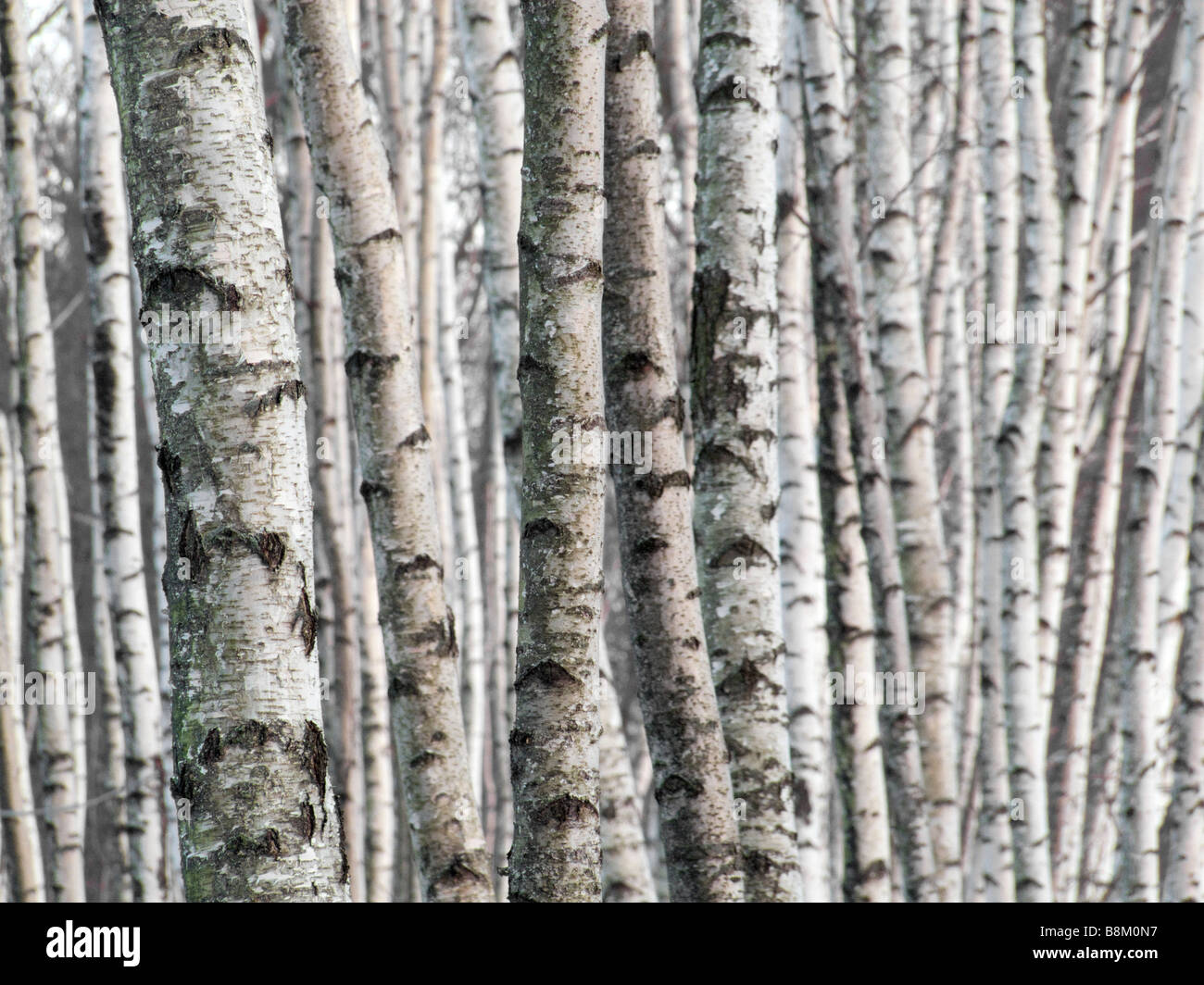 Birkenwald Stockfoto