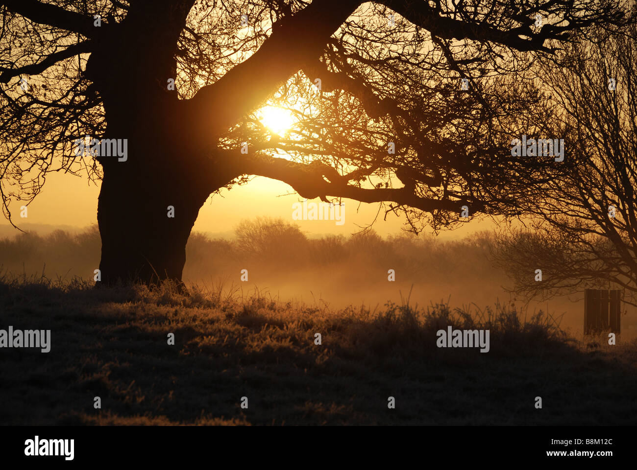 Richmond Park Wintermorgen Stockfoto
