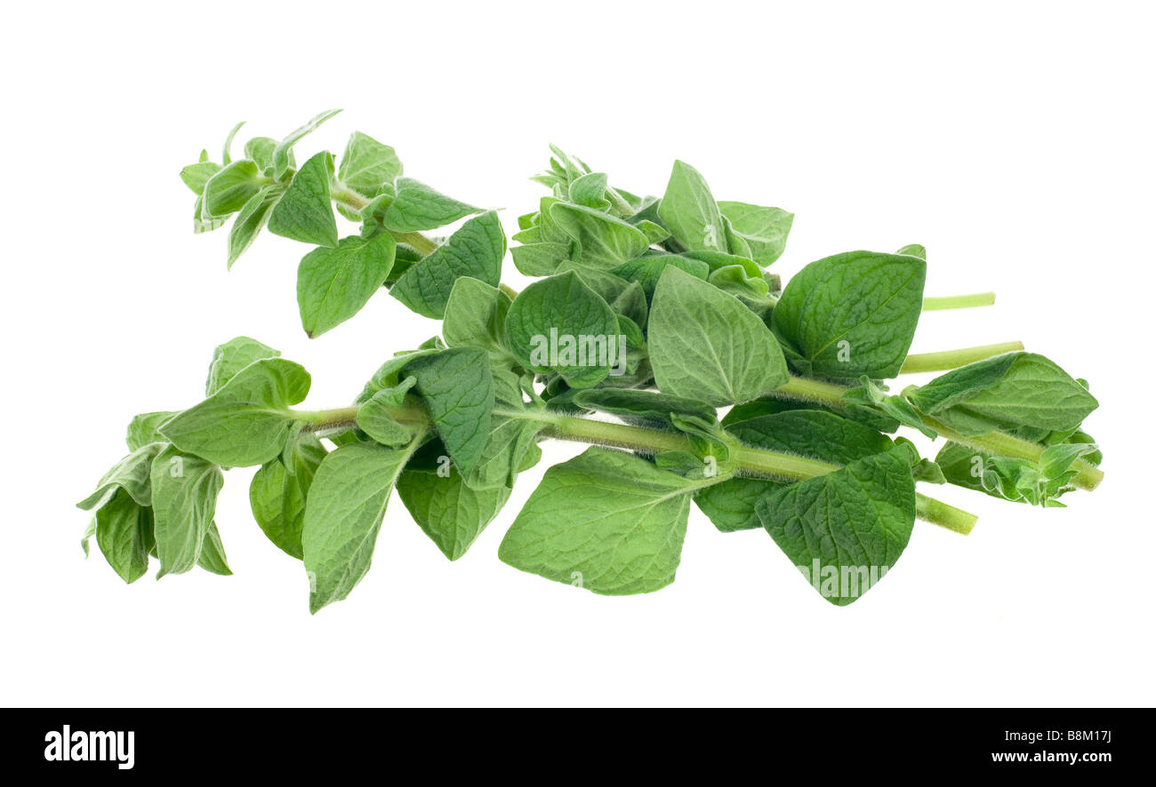 frischer Oregano Pflanze isoliert auf weißem Hintergrund Stockfoto