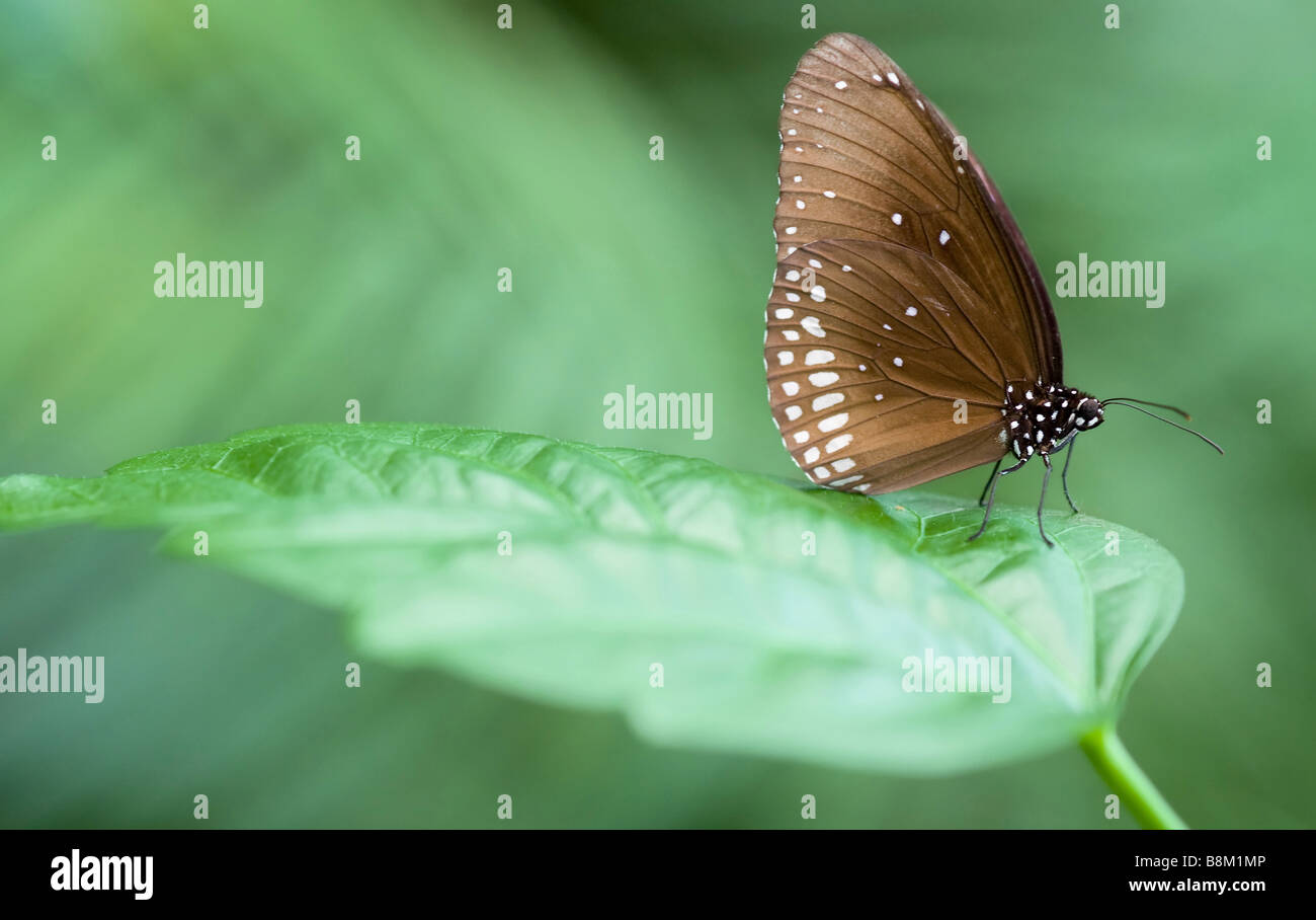 Nahaufnahme von einem schönen Schmetterling Stockfoto