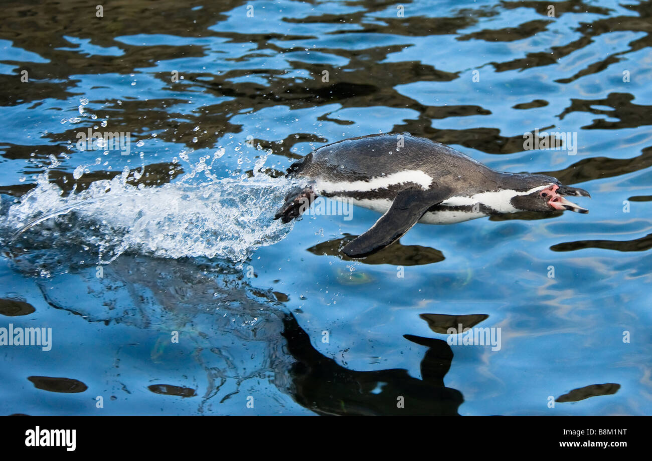 Nahaufnahme eines Pinguins springen aus dem Wasser Stockfoto