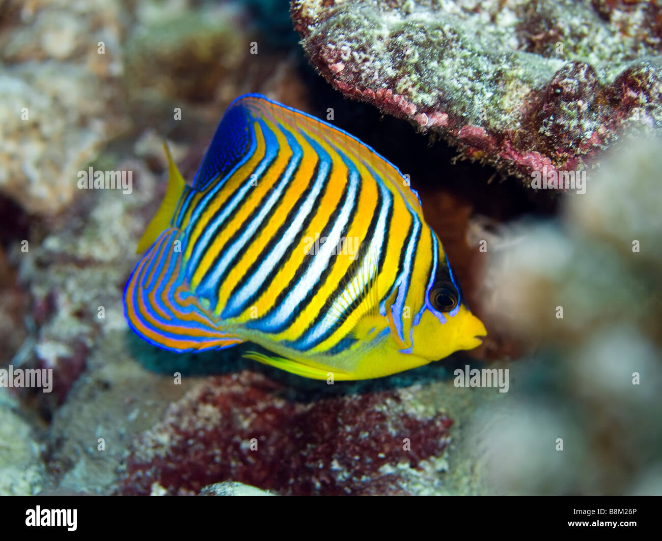 Tropische Fische Royal Kaiserfisch Pygoplites Diacanthus Malediven Indischer Ozean Addu-atoll Stockfoto