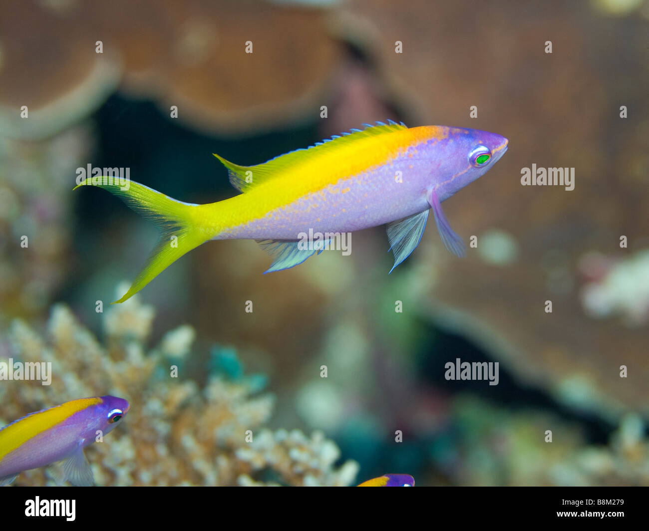 Tropische Fische Yellow Tail Anthias Pseudoanthias Evansi Malediven Indischer Ozean Addu atoll Stockfoto