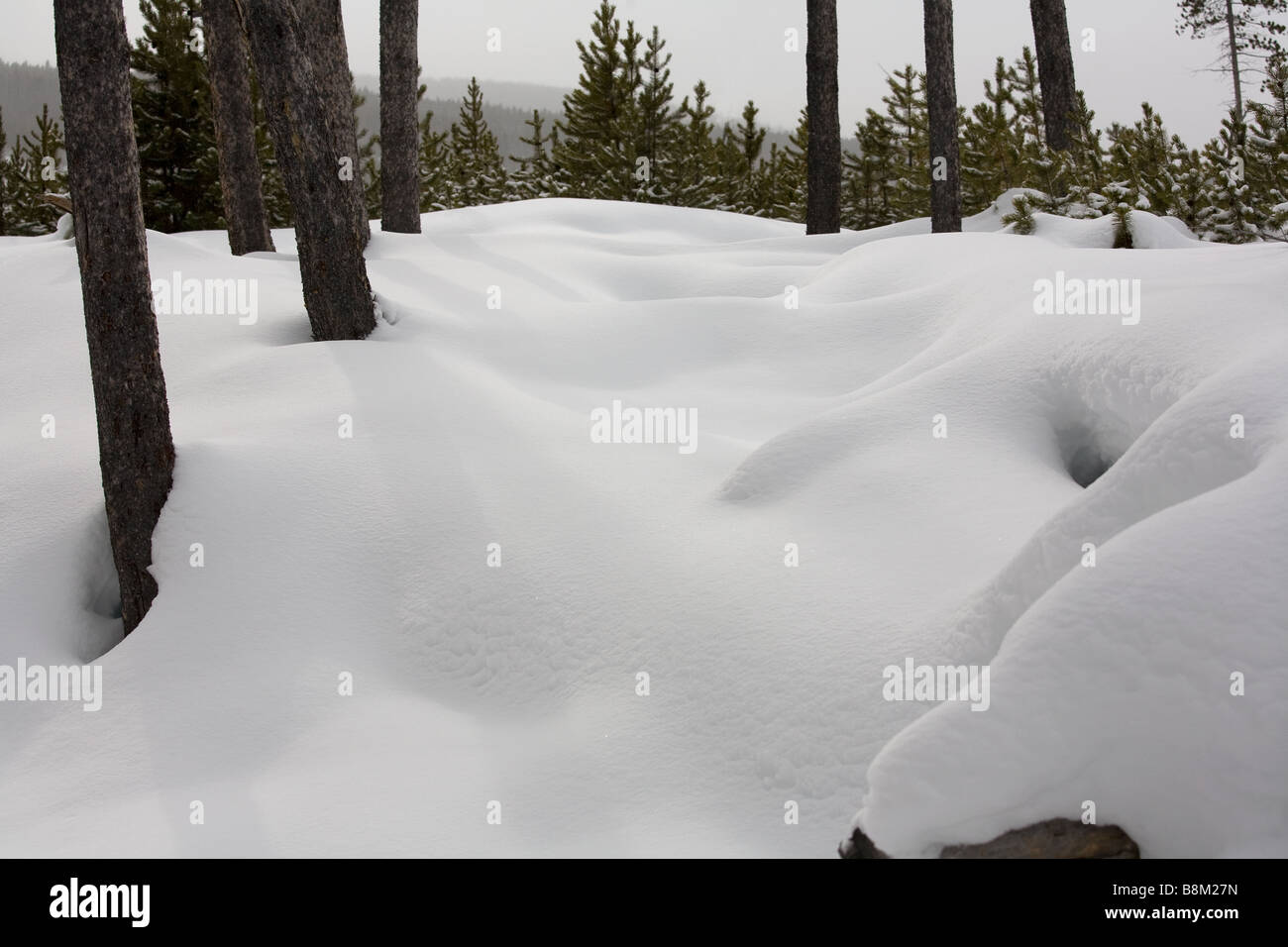 Yellowstone-Nationalpark im Winter, Wyoming Stockfoto