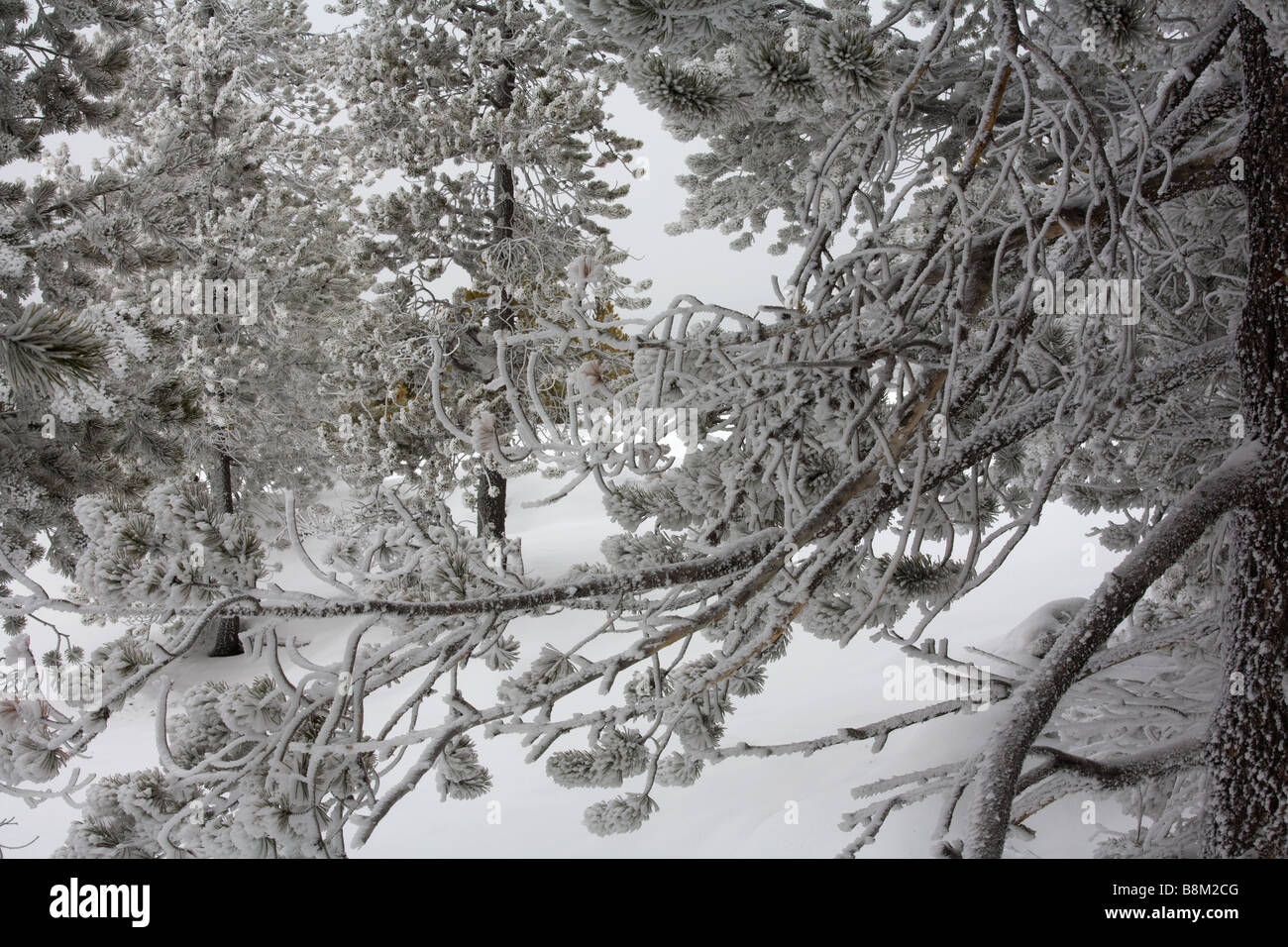 Yellowstone-Nationalpark mit Schnee bedeckt, Bäume, Wyoming Stockfoto