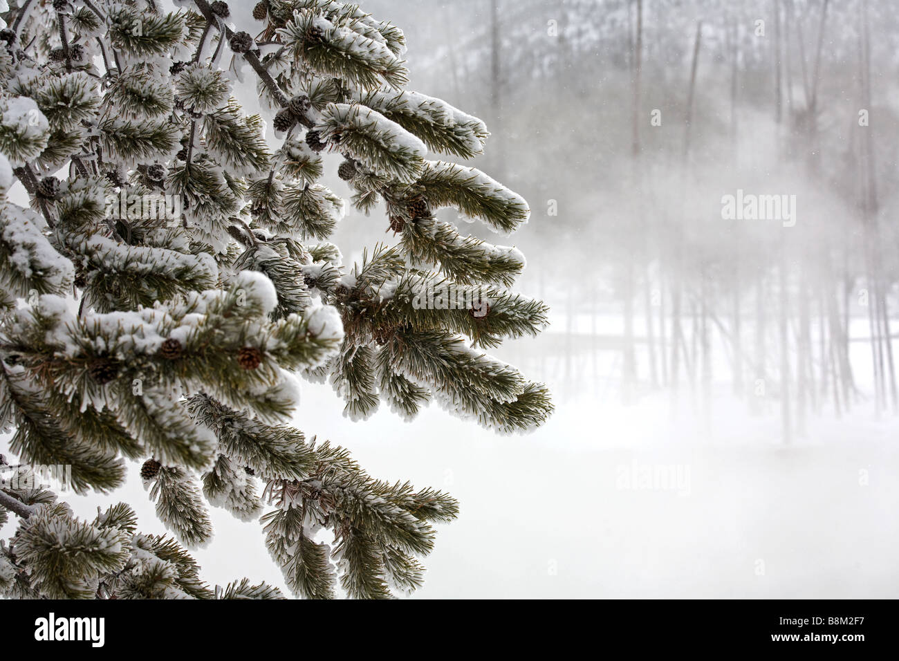 Yellowstone-Nationalpark im winter Stockfoto