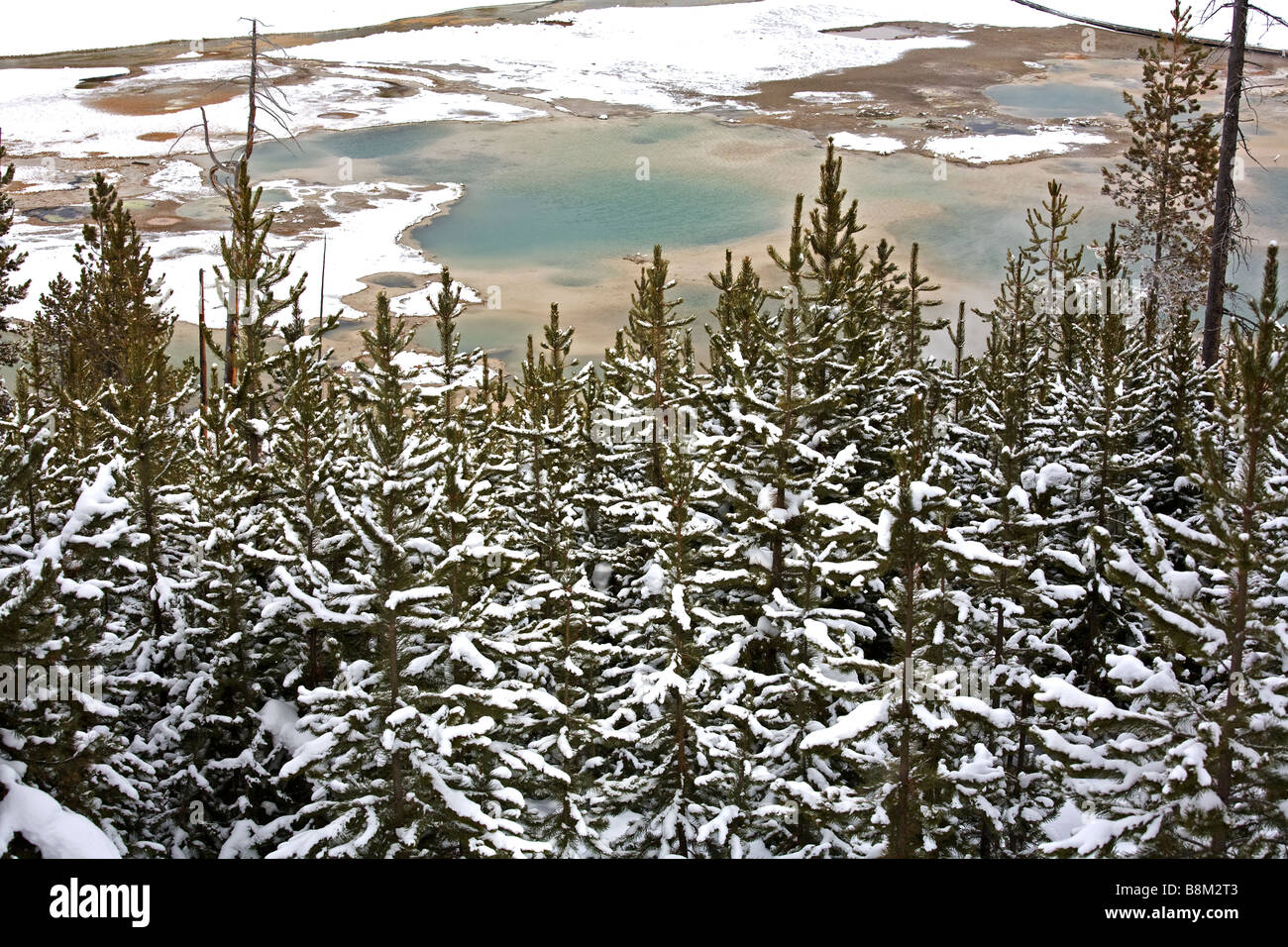 Lodgepole Kiefern bedeckt mit Schnee im Yellowstone-Nationalpark, Wyoming, USA. Stockfoto