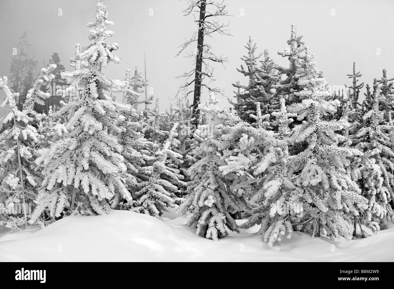 Yellowstone im Winter, Wyoming, USA Stockfoto