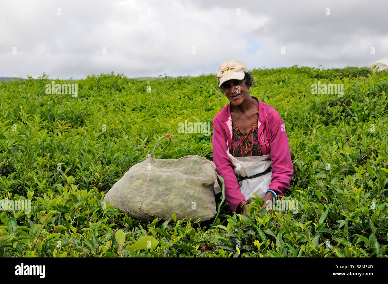 Mauritianischen Tee Picker am Tee Plantage, Bois Cheri, Mauritius Insel Stockfoto