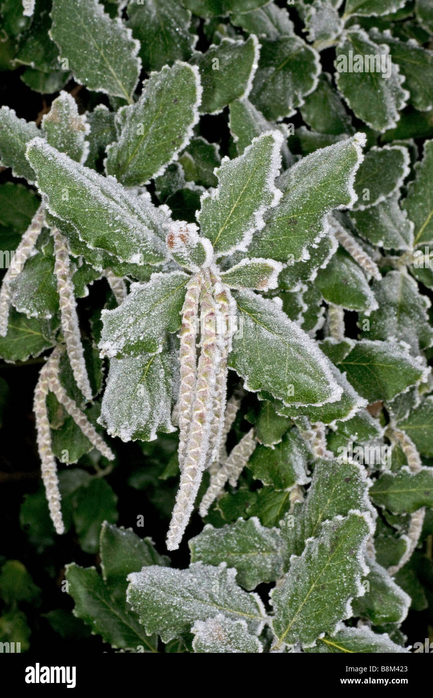 Frost auf die Blätter und Kätzchen von Garrya elliptica Stockfoto