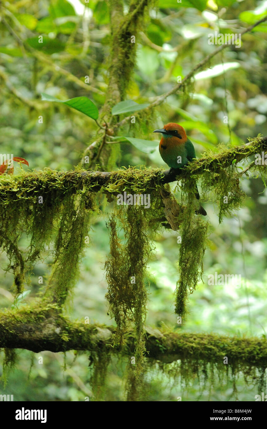 Breit-Billed Motmot Stockfoto