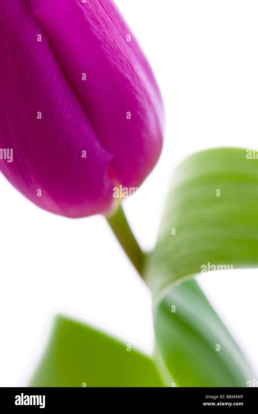 Porträt einer lila rosa Tulpe auf weißem Hintergrund Stockfoto