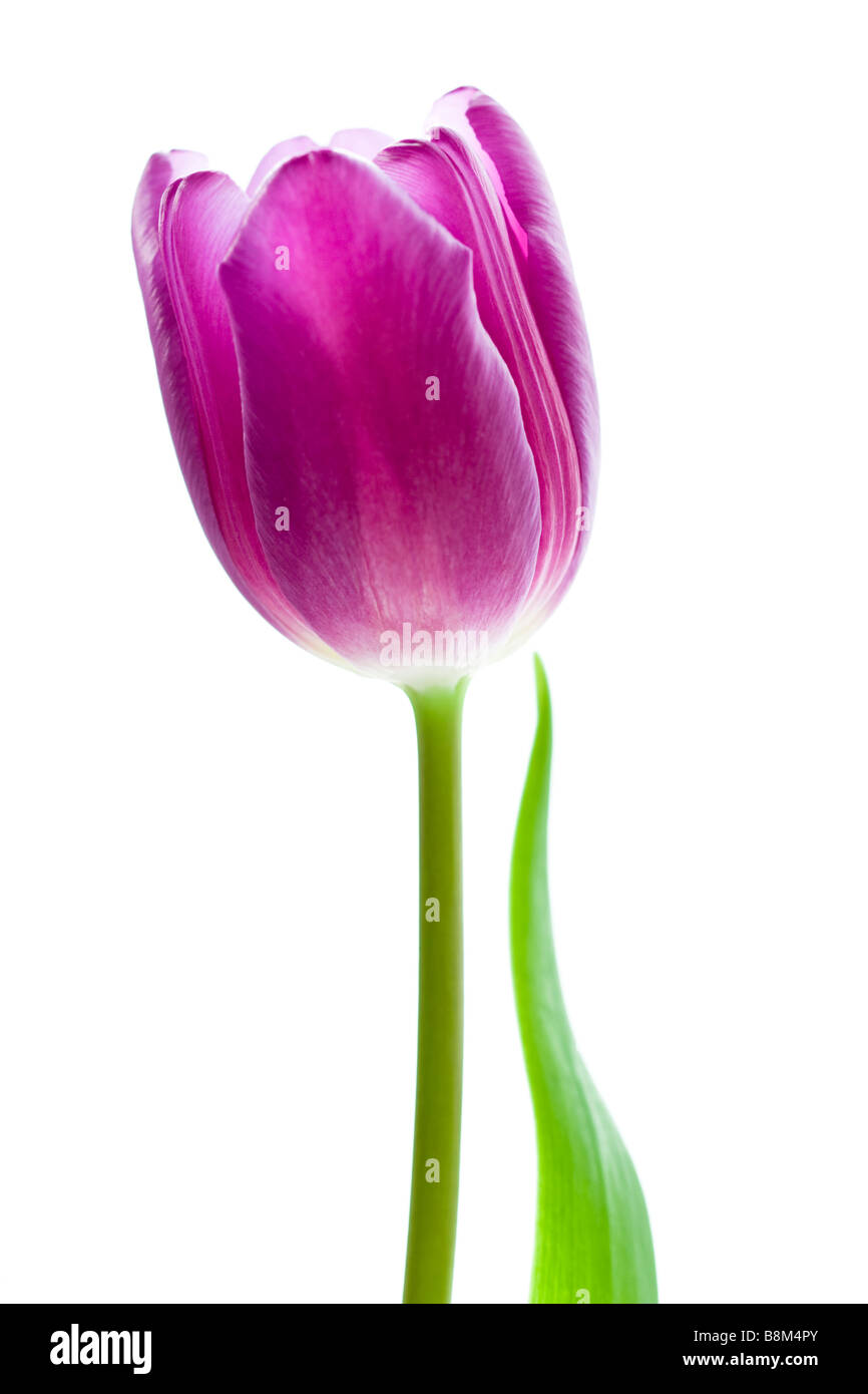 Porträt einer lila Tulpe auf weißem Hintergrund Stockfoto