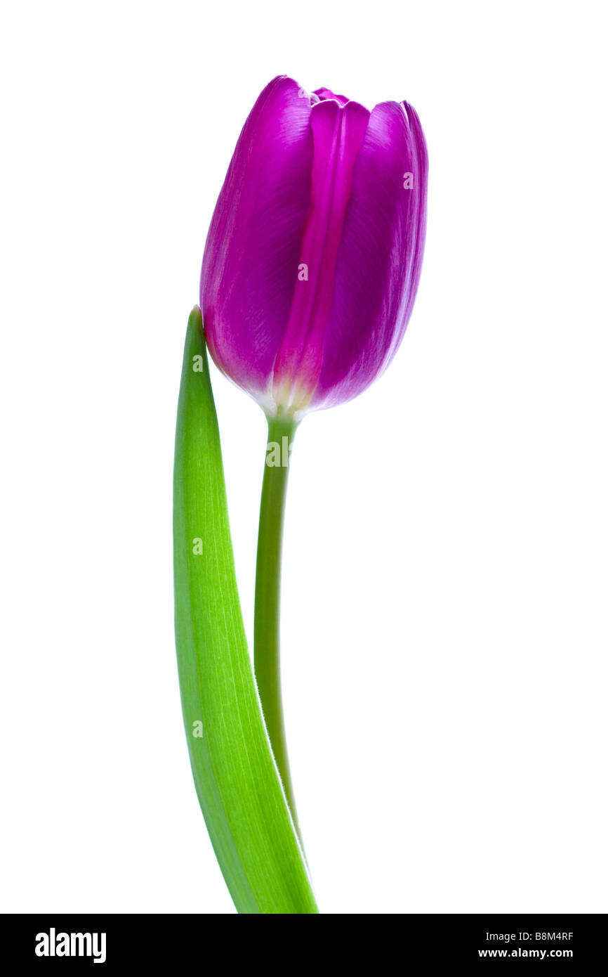 Porträt einer lila Tulpe auf weißem Hintergrund Stockfoto