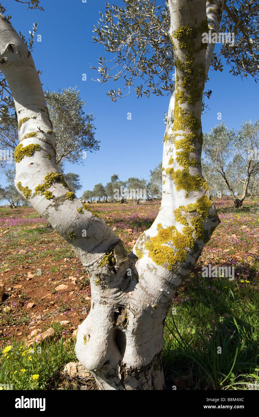 Olivenbaum im winter -Fotos und -Bildmaterial in hoher Auflsung  Alamy
