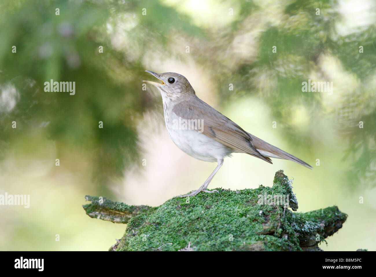 Veery Gesang auf Moos bedeckt Log Stockfoto