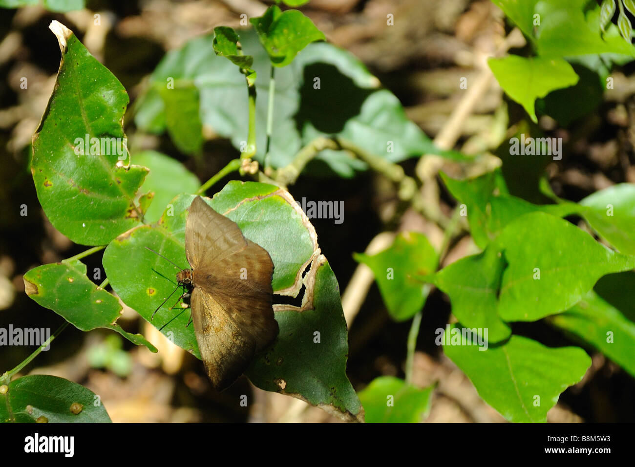 Schillernde braun Schmetterling Stockfoto