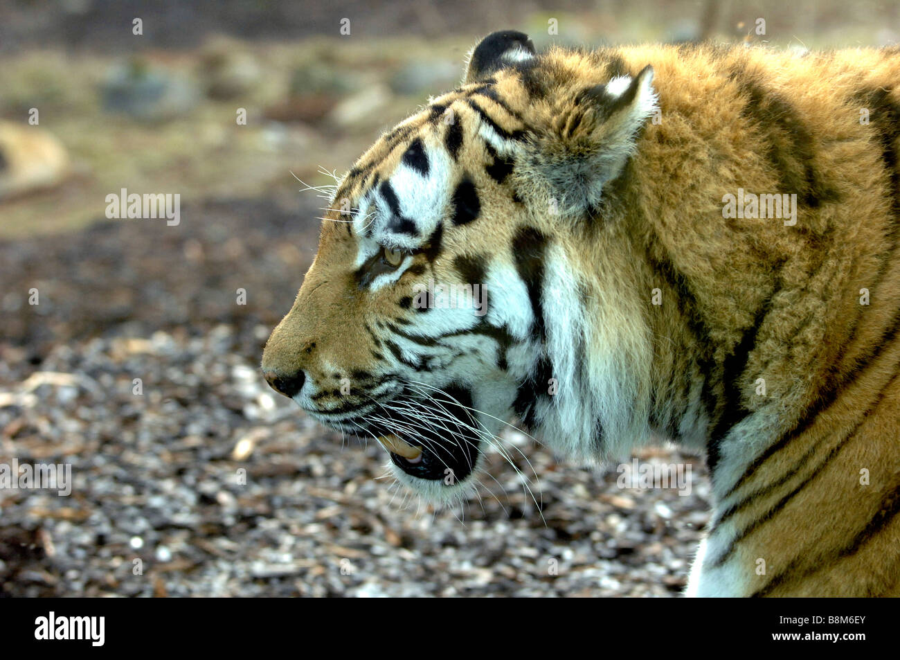 Sibirische Amur-tiger Stockfoto