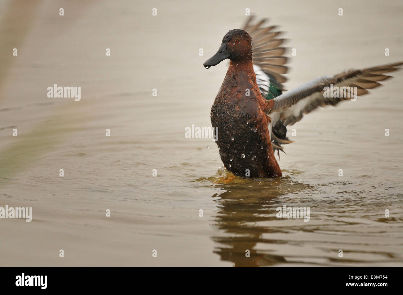 Zimt/Petrol Stockfoto