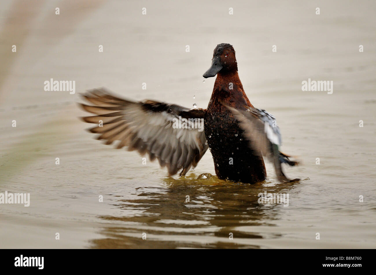 Zimt/Petrol Stockfoto