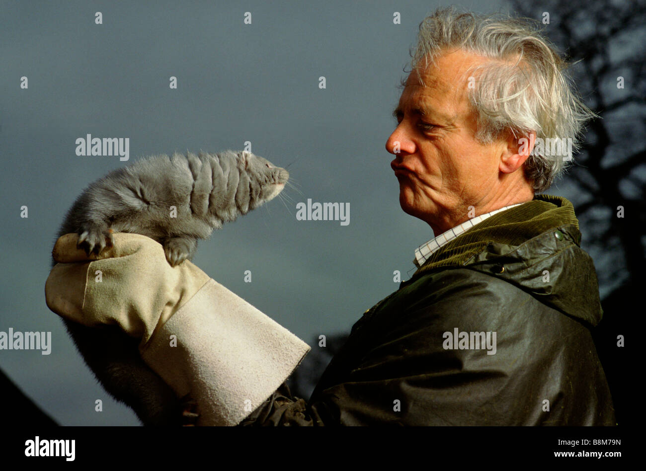 Mink farming England: A mink farmer wearing protective gloves holds one of his minks Stockfoto