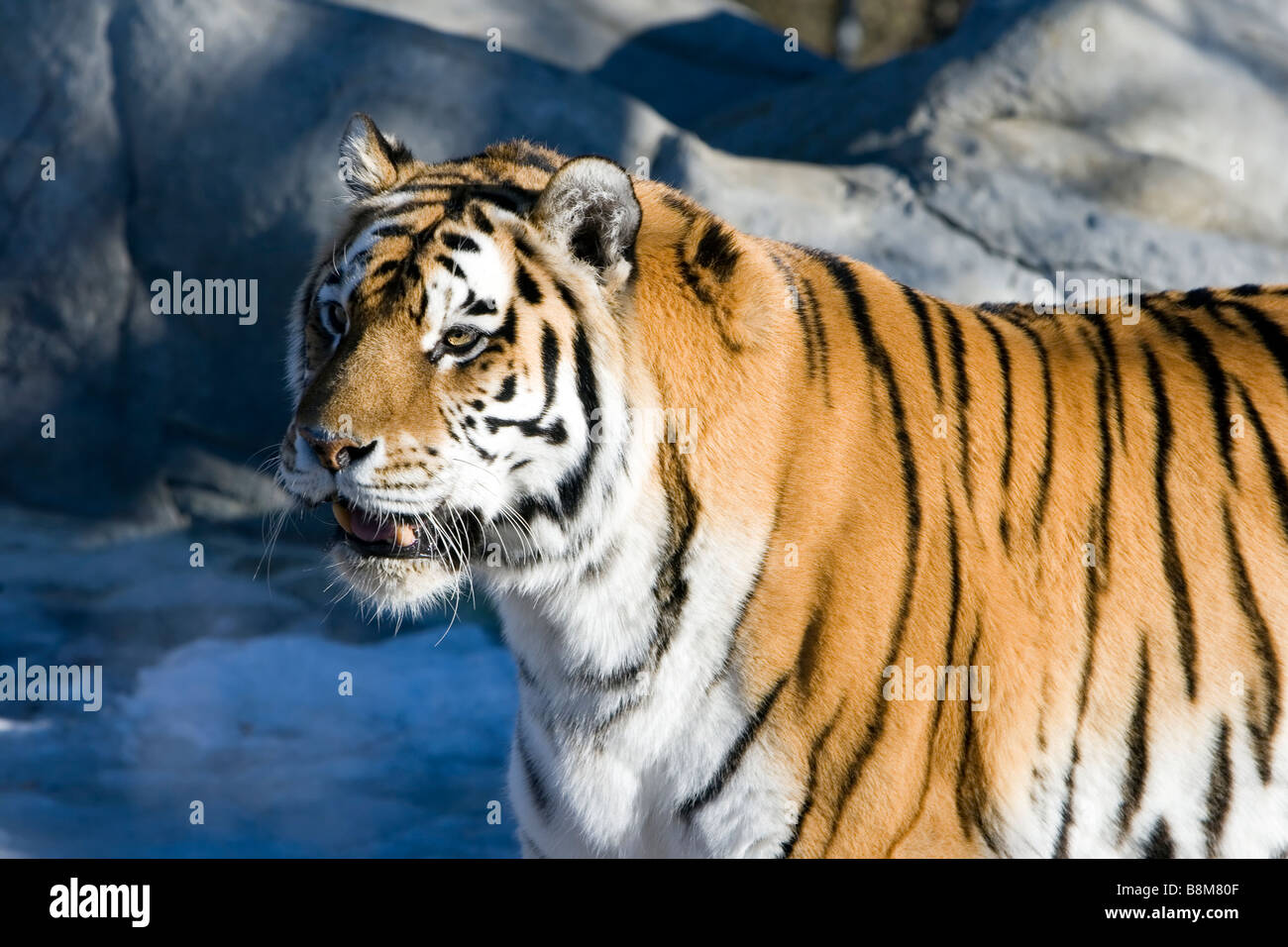 Sibirischer Tiger Panthera Tigris Altaica auch bekannt als der Amur-Tiger Manchurian Tiger oder Ussuri tige Stockfoto