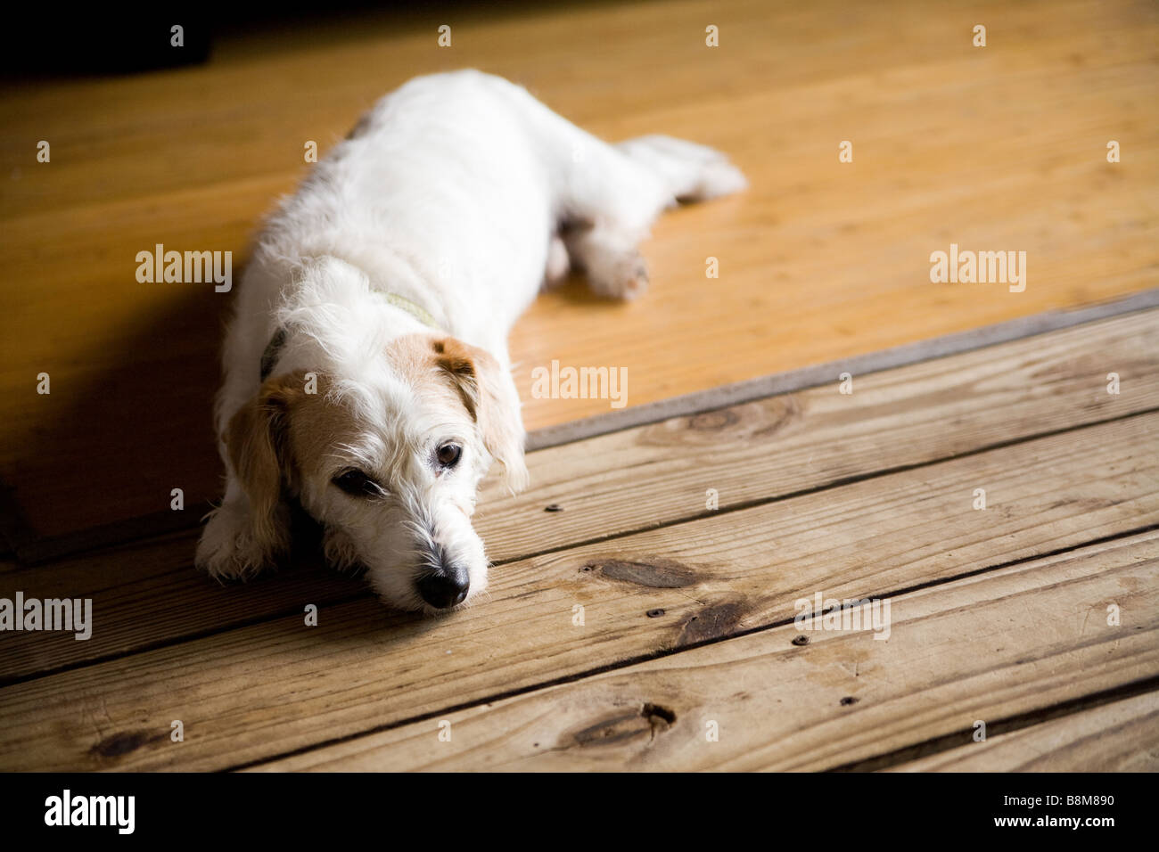 Hund liegen auf Matten im freien Stockfoto