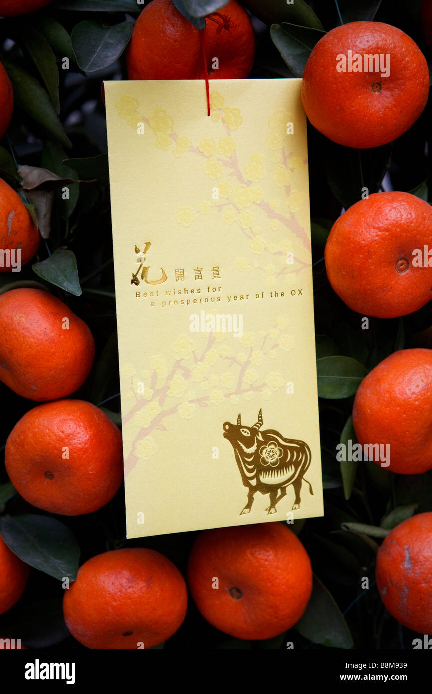 Eine Karte unter Mandarinen, das Jahr des Ochsen zu Beginn der Chinesisch/Lunar Neujahr feiern Stockfoto