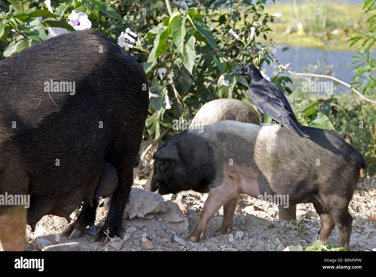 Schweine essen verweigern in Indien Stockfoto