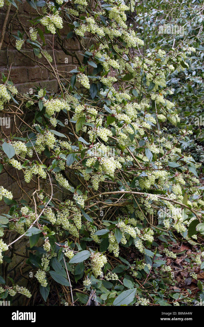 RIBES LAURIFOLIUM Stockfoto