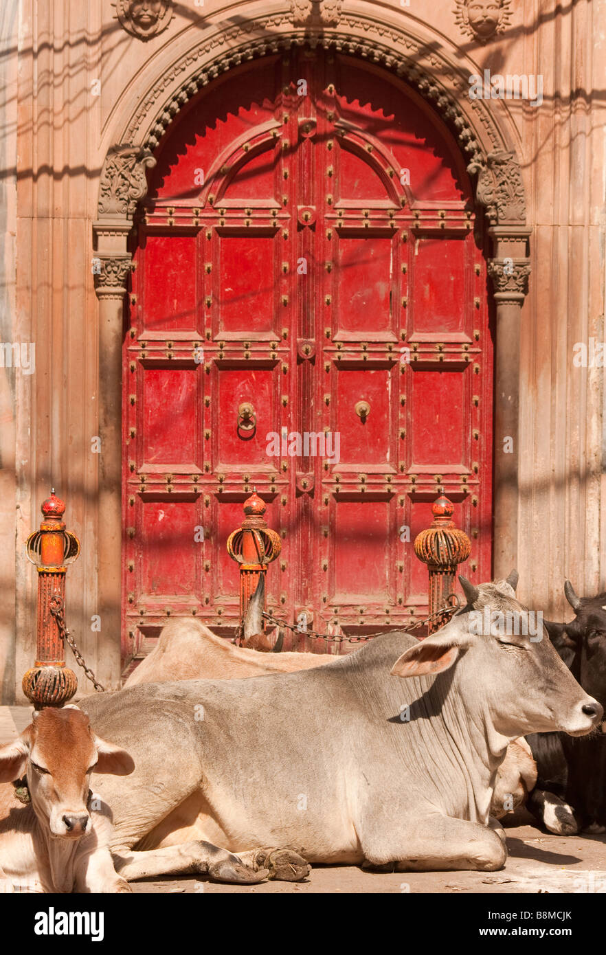 Sadar Bazaar, Old Delhi, Zeit zum Entspannen für die heiligen Kühe Indiens Stockfoto